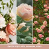 FRESH CUT ROSES® Świeca duża - Yankee Candle