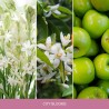 CITY BLOOMS Słoik duży - Home Inspiration