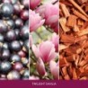 TWILIGHT DAHLIA Wosk - Home Inspiration