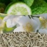 WHITE TEA & JASMINE ŚWIECA ŚREDNIA - WoodWick